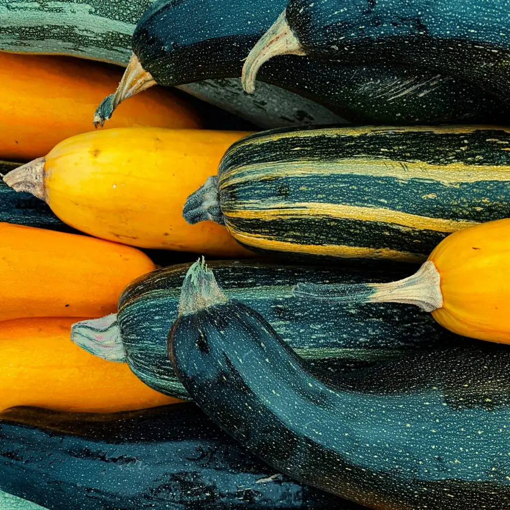courgettes-bio