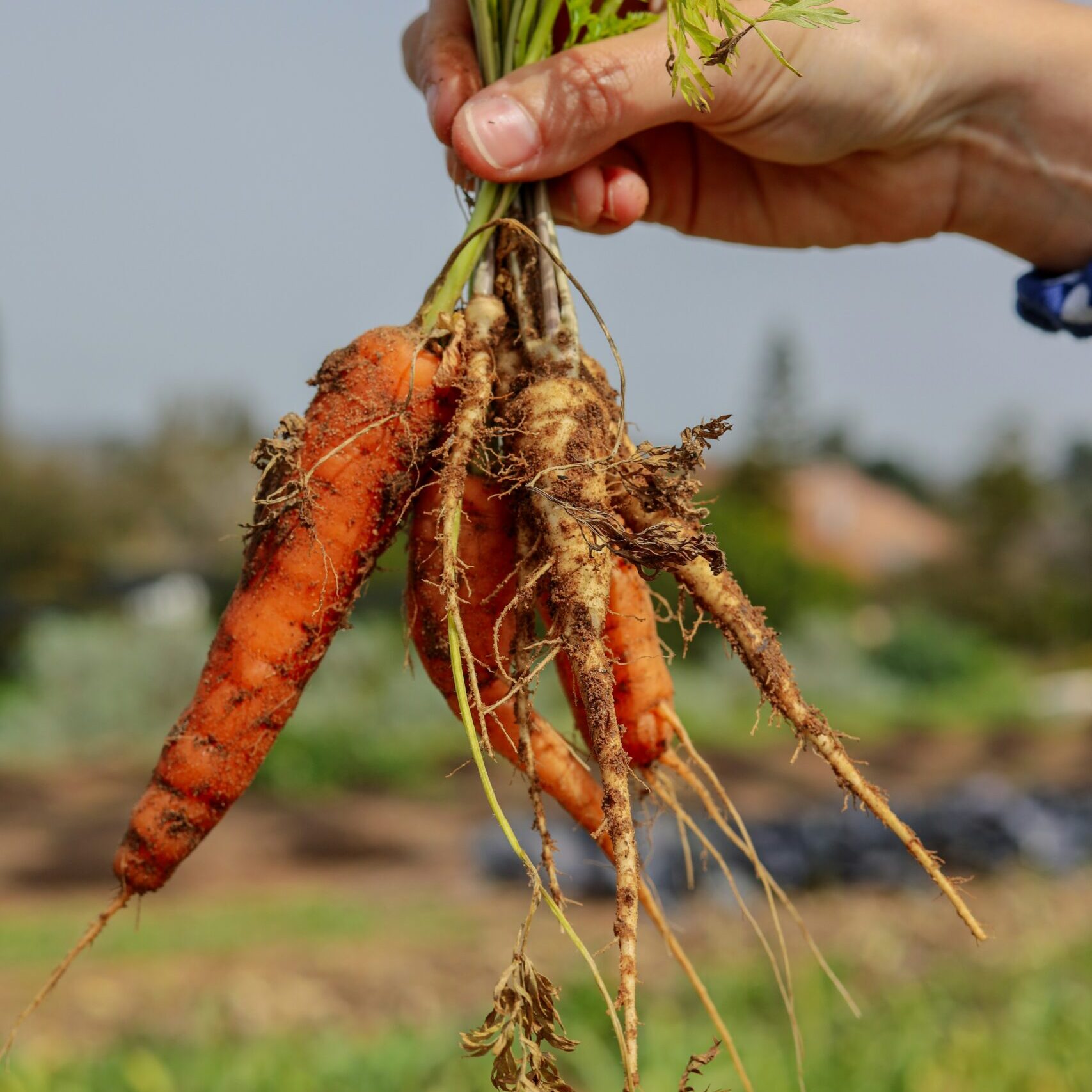 Carotte bio cultivé en France