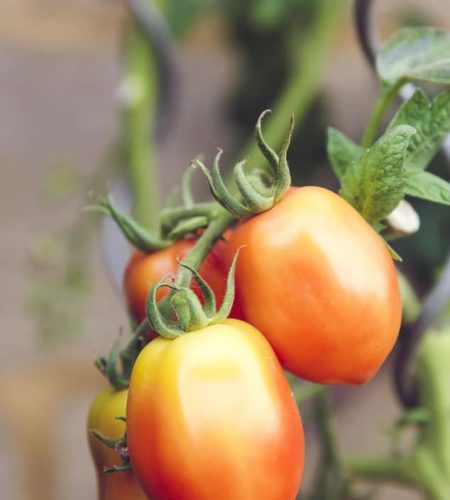 Plan de tomates bio